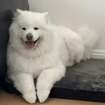 Kookery kaurs klothes